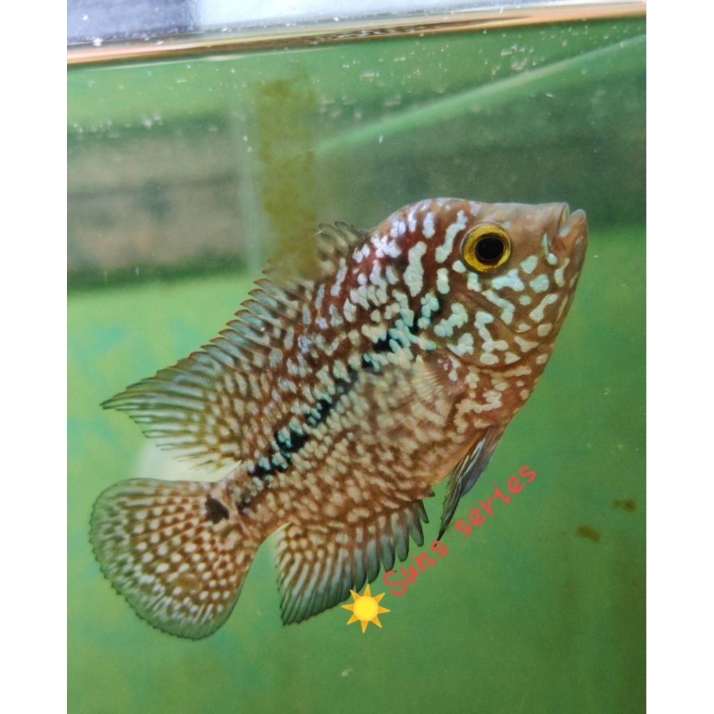 Kamfa Female Super Full Mutiara 6cm Vip