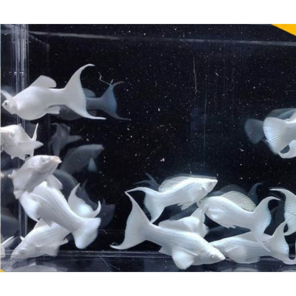 molly white platinum