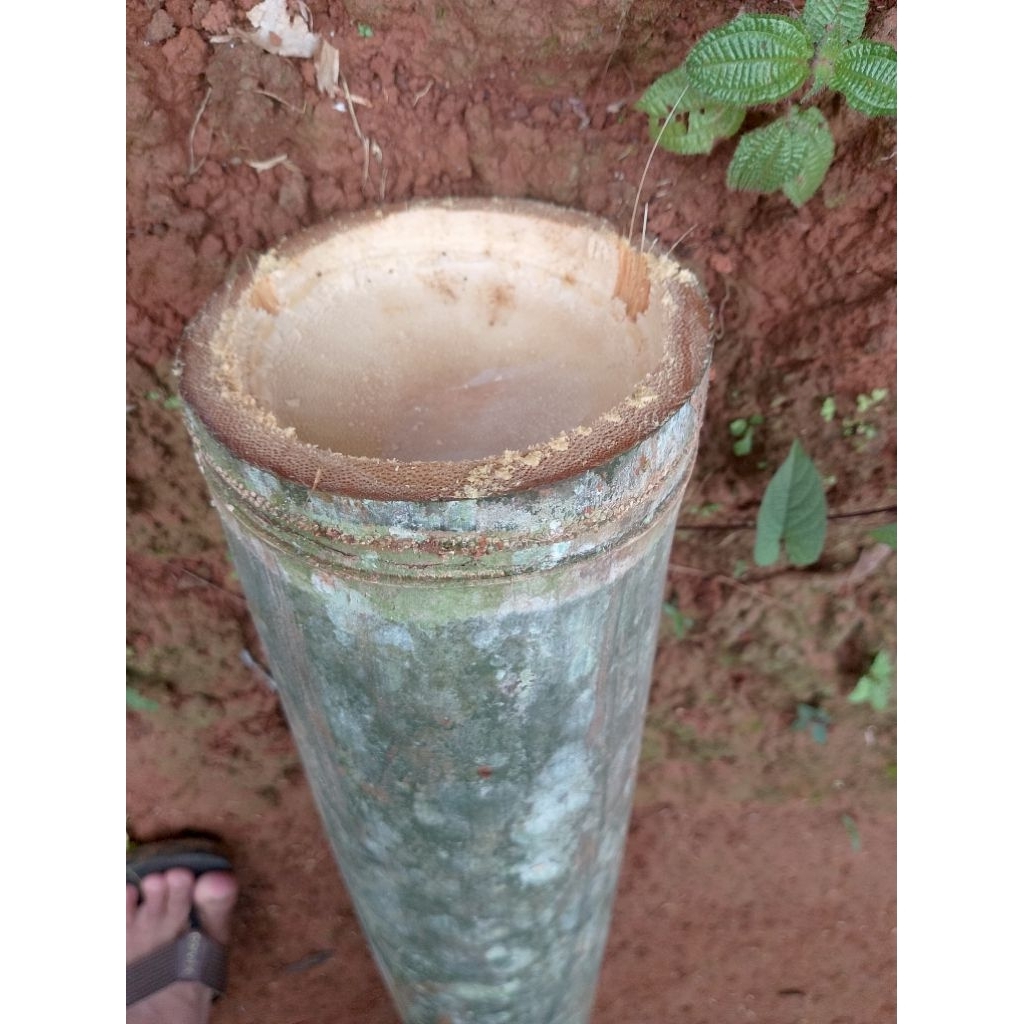 bambu petung bulat superan panjang 50 cm