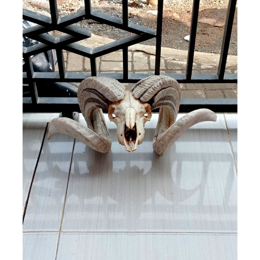 Tanduk domba garut jumbo besar