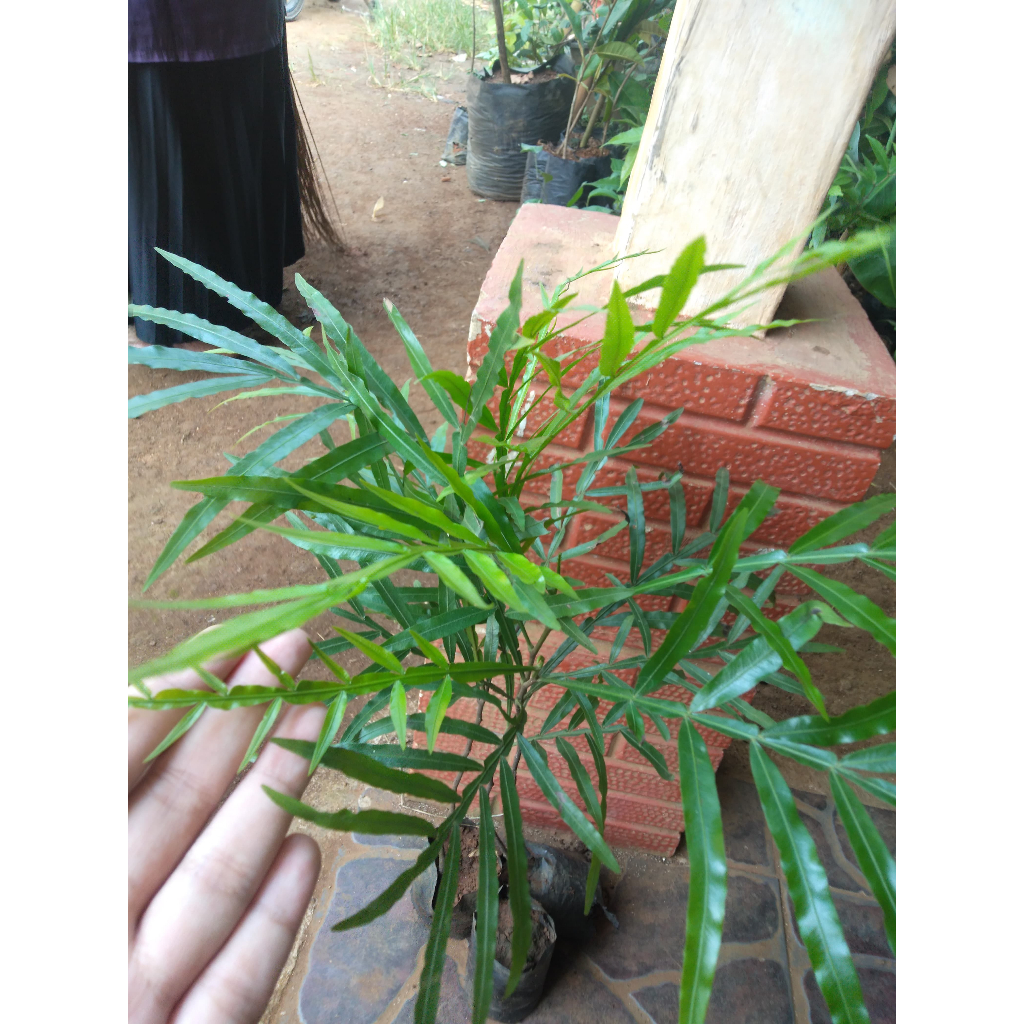 Bibit Tanaman Kiara Payung/Pinisium - Bisa Jadi Tanaman Peneduh - Murah