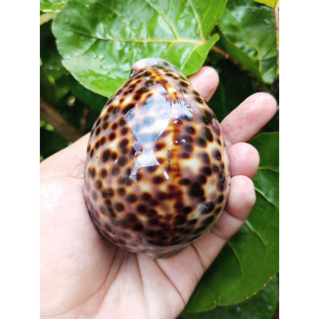 Cypraea KUWUK /cangkang kerang