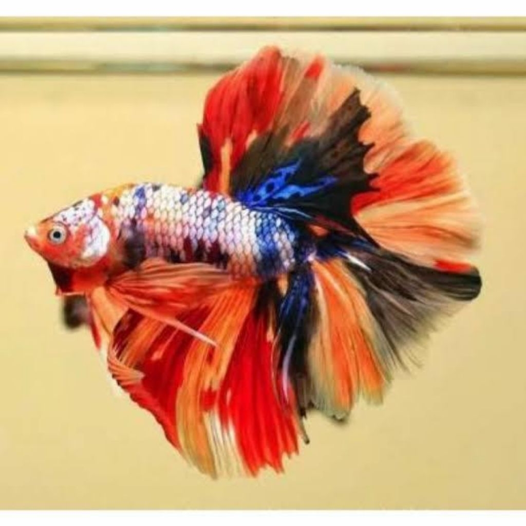 Cupang Halfmoon Multicolor Grade A+