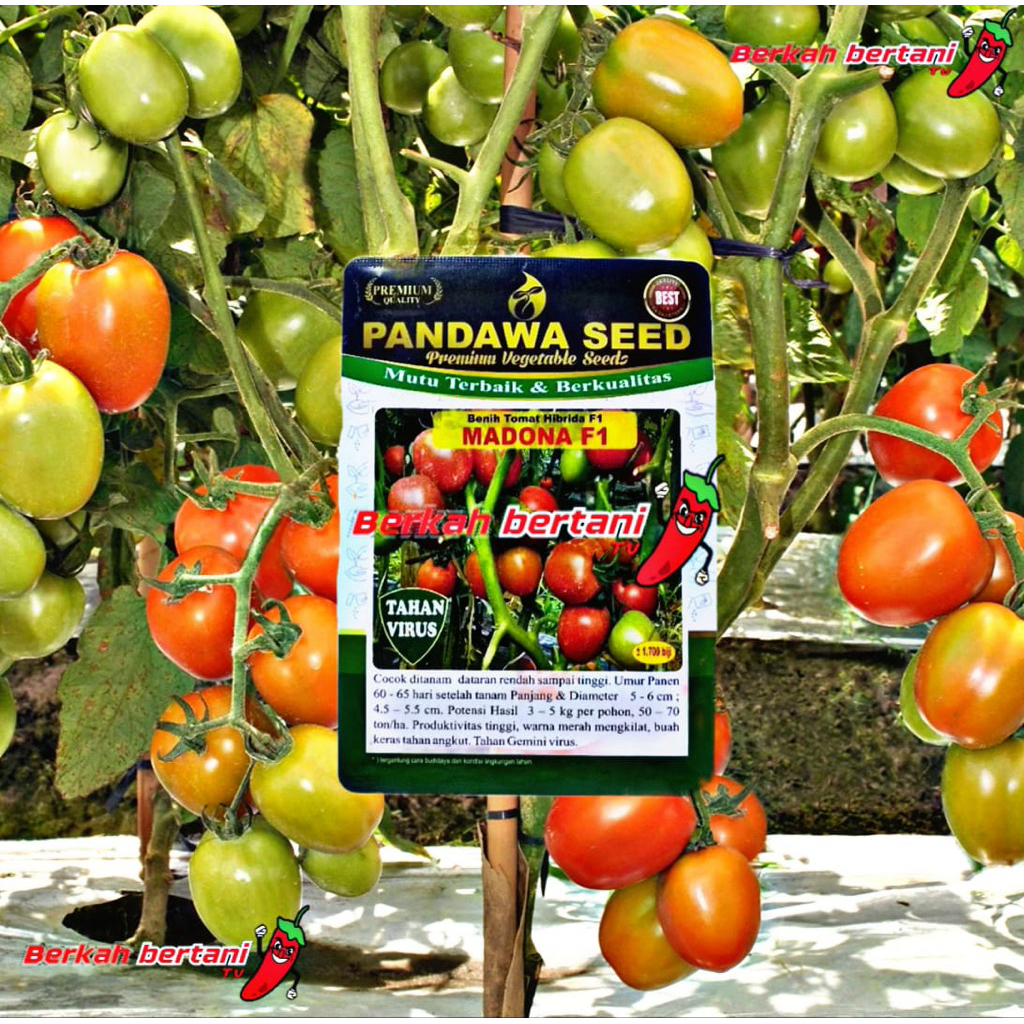 BENIH TOMAT MADONA F1 berkuwalitas