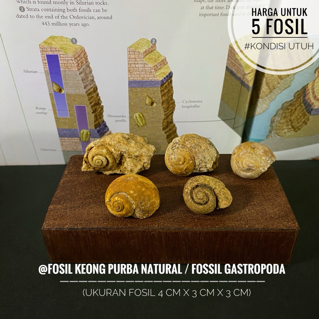 Fosil Keong Purba Natural B24 atau Fossil Gastropoda atau Fosil Keong Buntet Alam atau Fosil Kerang 