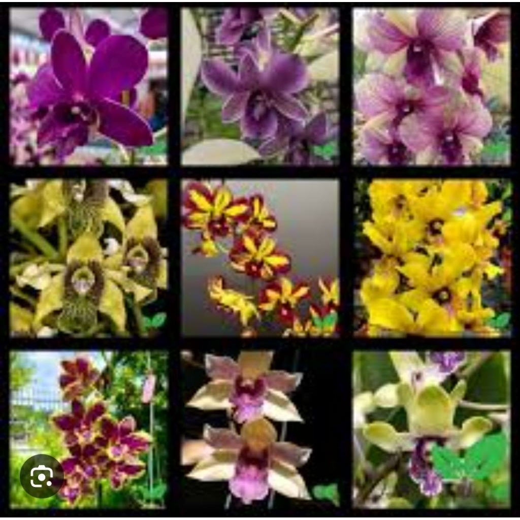 PROMO PAKET 10 TANAMAN HIAS ANGGREK DENDROBIUM/ANGGREK DENDROBIUM BUNGA