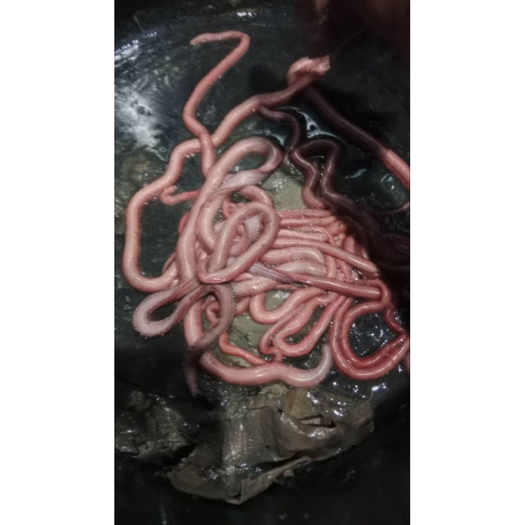 cacing nipah umpan Galatama lele dan bawal maupun ikan laut laut