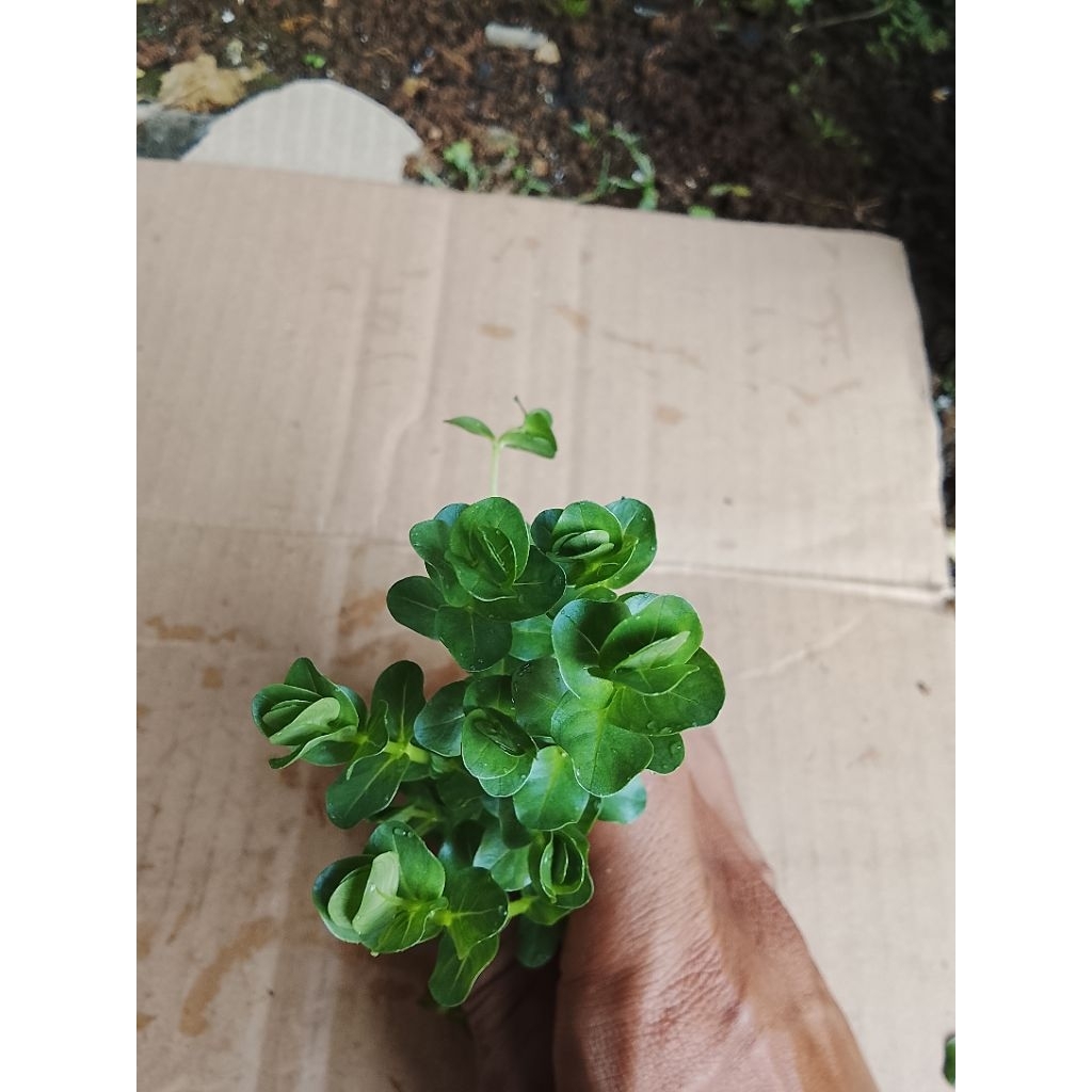 pakopa mini aquarium 20batang