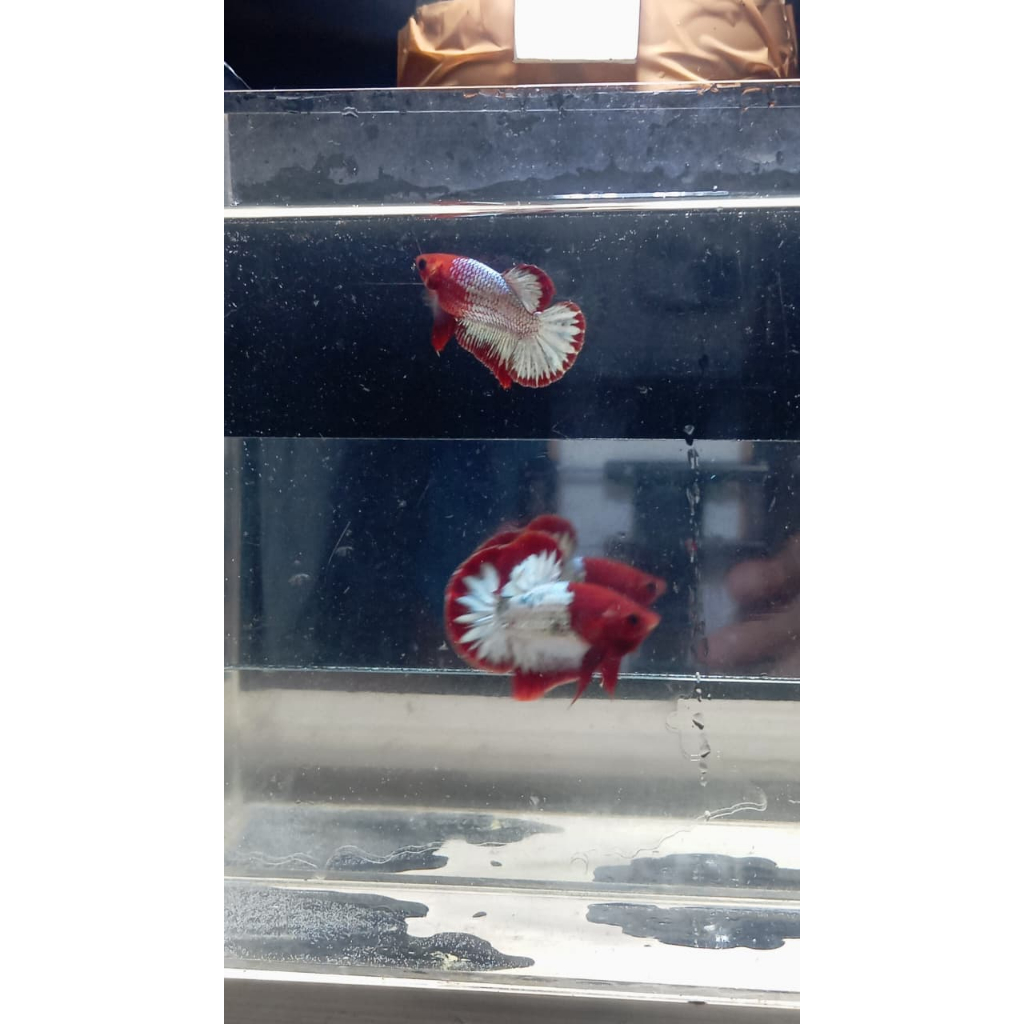 FCCP READ HEAD LINE VIETNAM