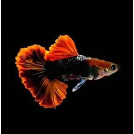 BELI 8 EK BONUS 4 EK - Ikan Guppy HB Red / half black red - TUXEDO RED TAIL