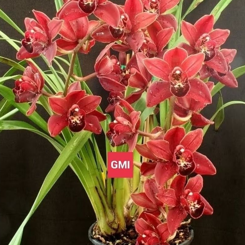 Anggrek Tanah Cymbidium Wangi ( Black magic )