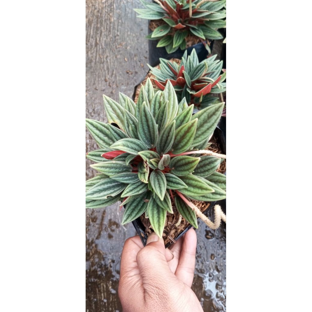 Tanaman Peperomia Rosso/Peperomia caperata 'Rosso'.