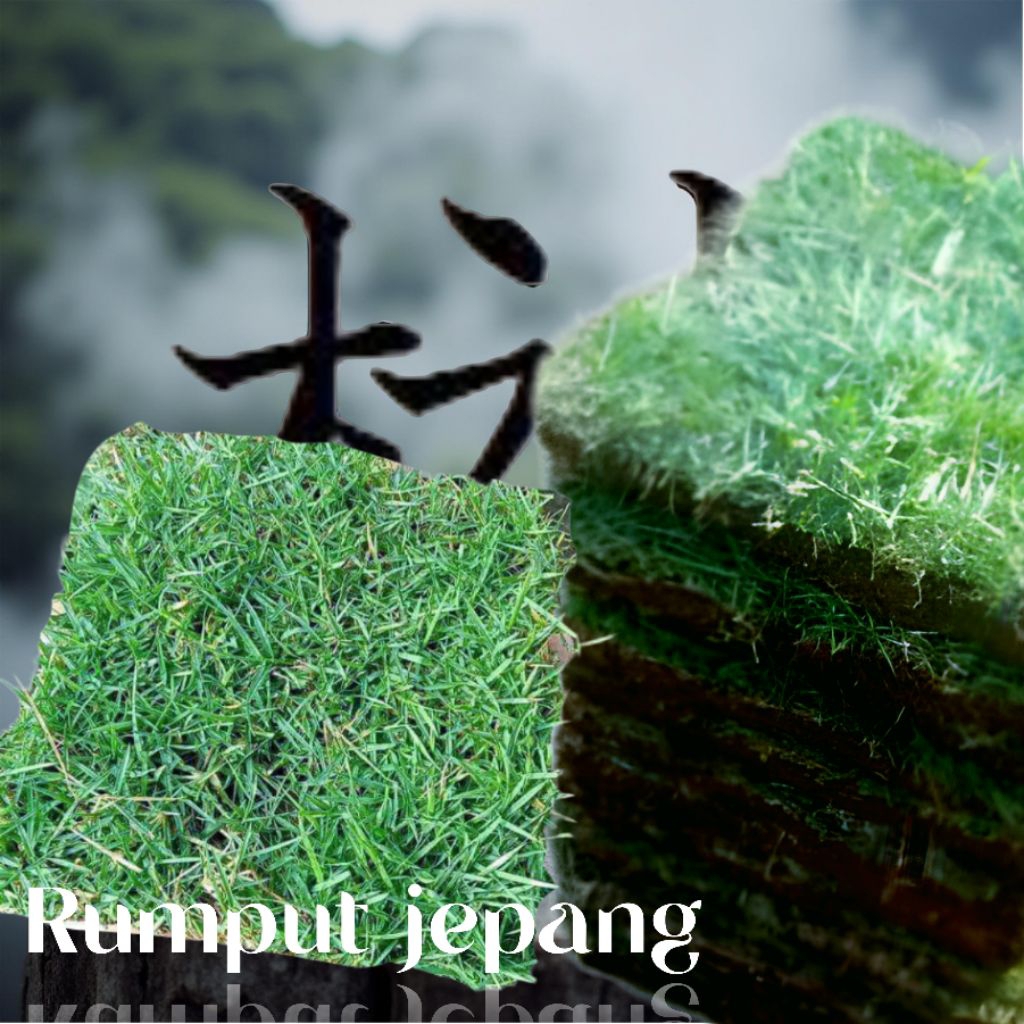 RUMPUT JEPANG HIDUP PERKOTAK | 17-20cm | UNTUK TAMAN & KUBURAN ~PERKOTAK
