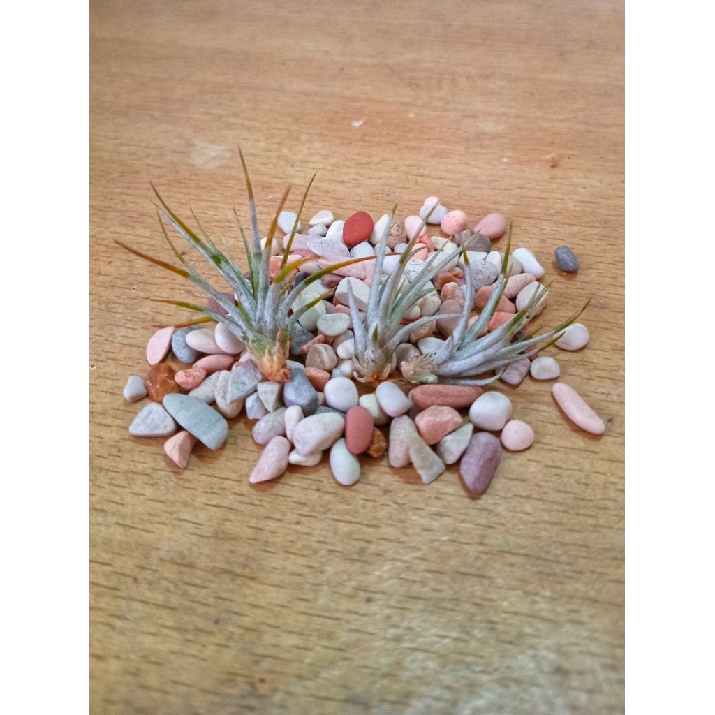 Anakan Tillandsia Utriculata