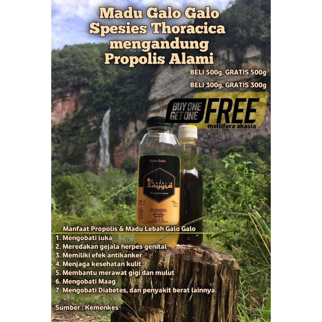 Madu Sayyid Madu Galo2 jenis thoracica 500gr *Bonus* 500gr madu mellifera akasia