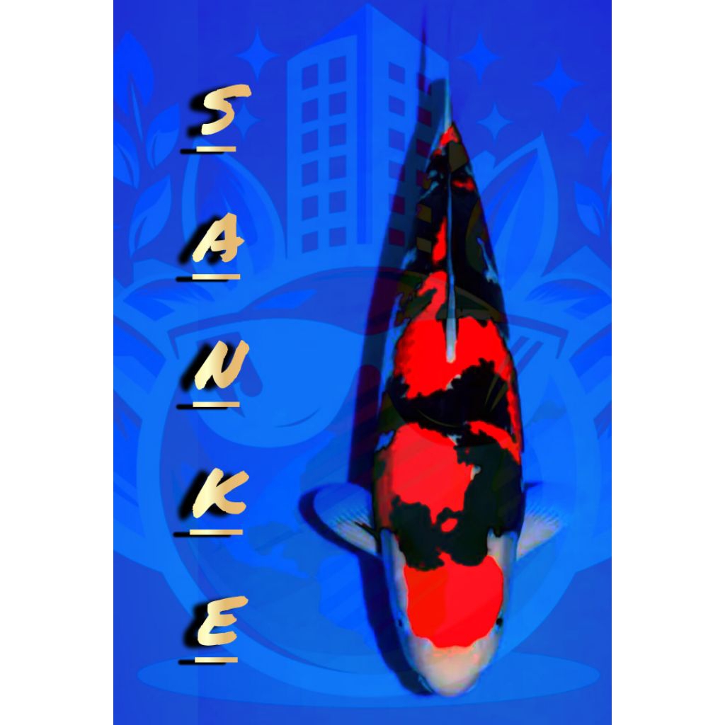 Ikan koi sanke 25-30 cm/koi sanke
