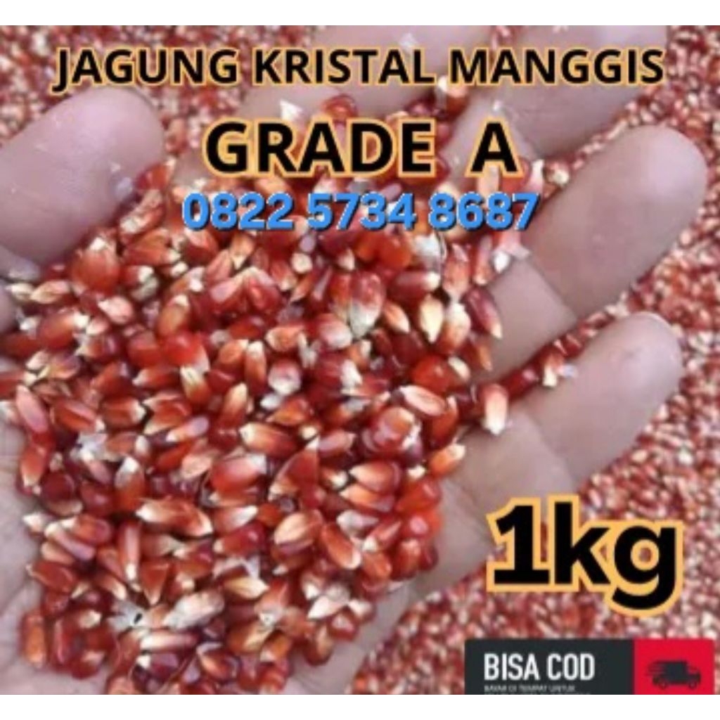 JAGUNG MANGGIS KERING 1KG BUAT PAKAN MERPATI DAN PAKAN UNGGAS/jagung KRISTAL SUPER PREMIUM