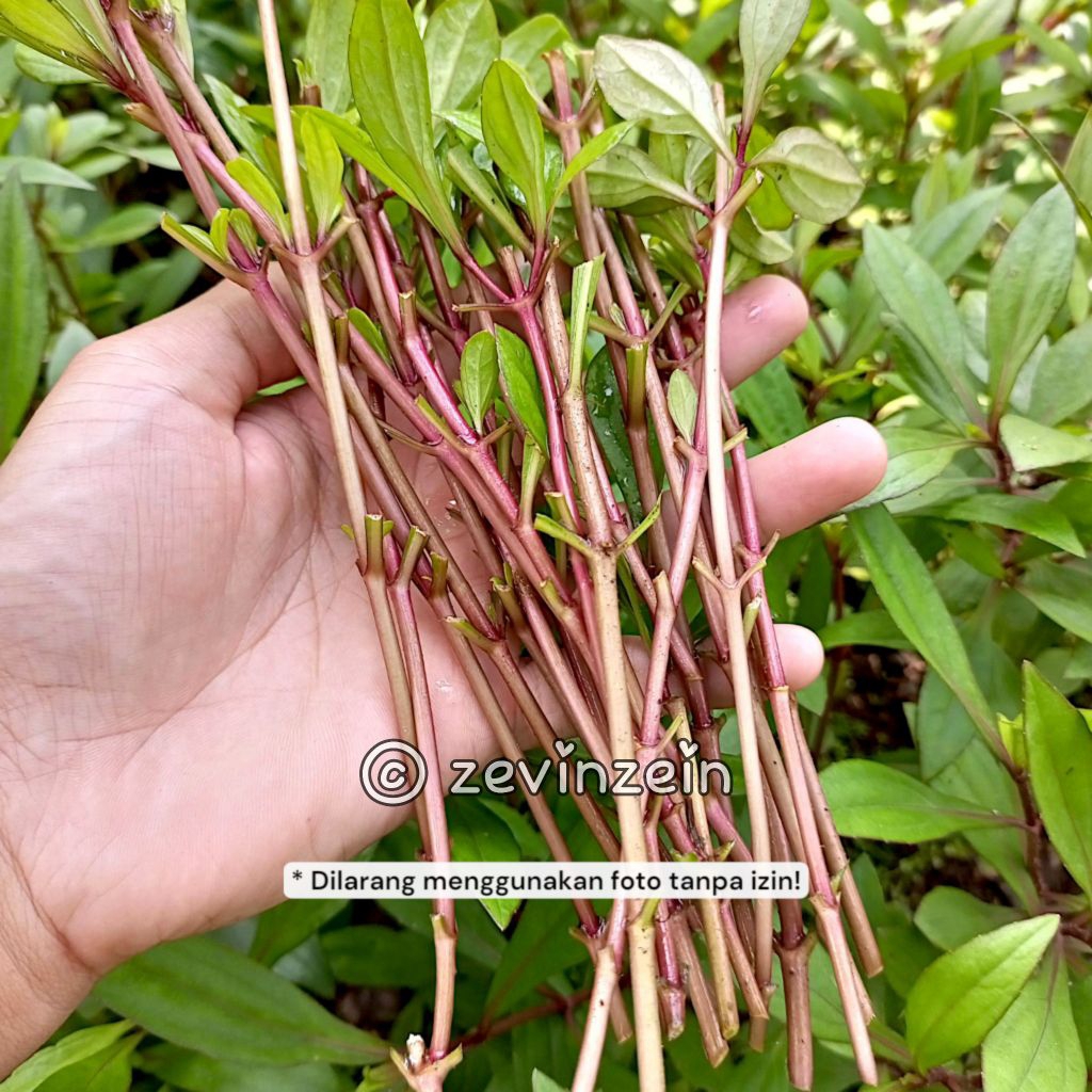 20 BATANG Bibit Stek Prasman / Genjik (BELUM BERAKAR) MUDAH TUMBUH