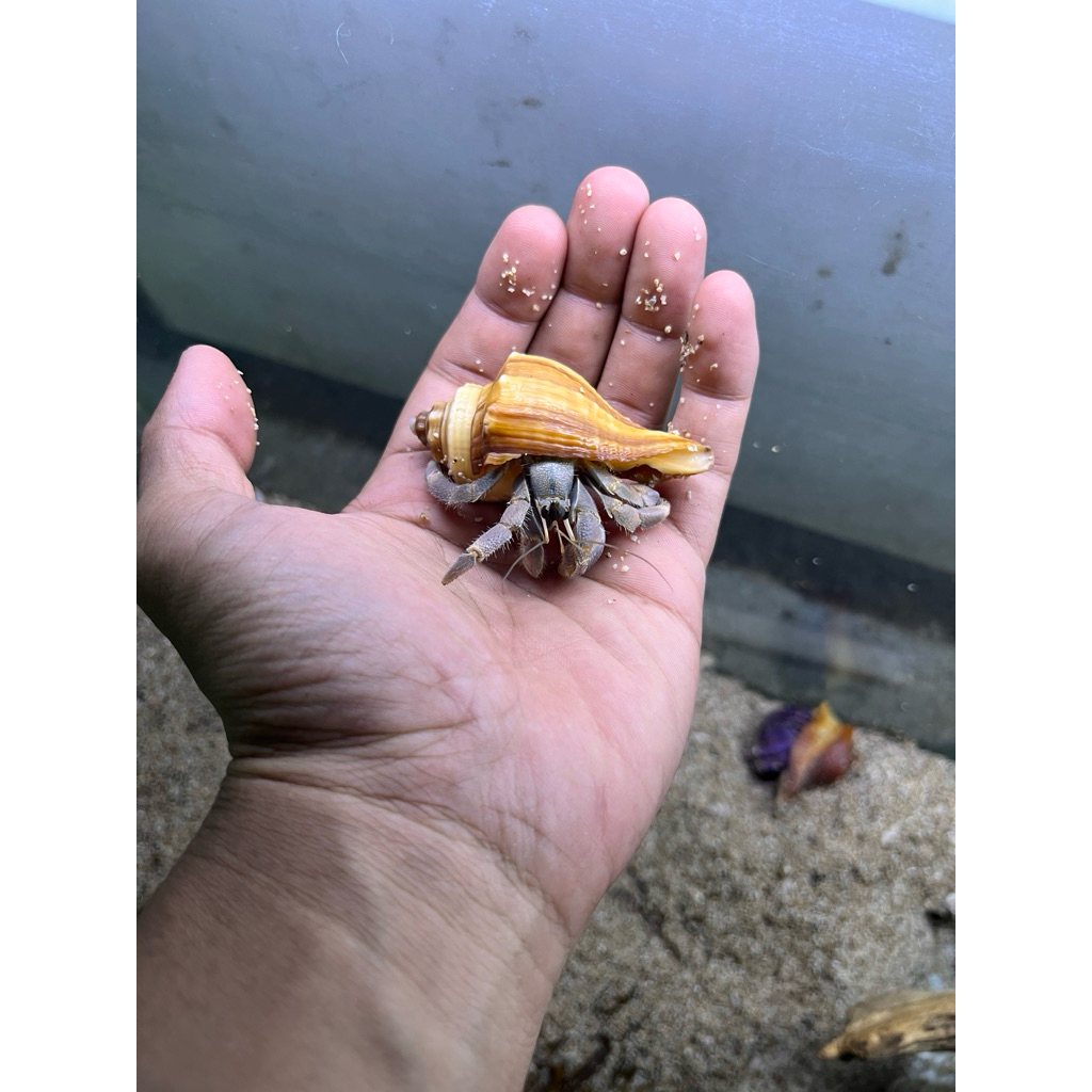 Mainan Edukatif Unisex Rugosus size M+