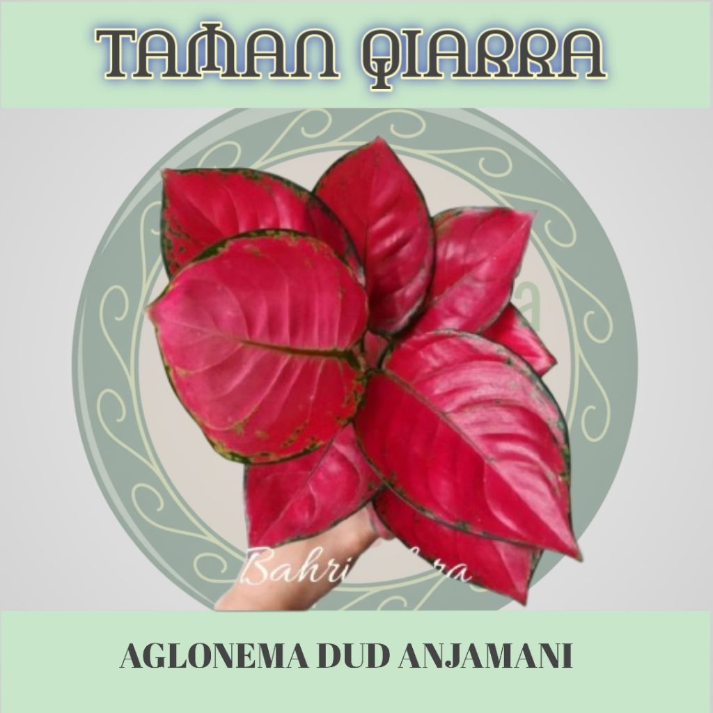 Tanaman Hias Aglonema Dud Anjamani / Aglonema Dud Anjamani