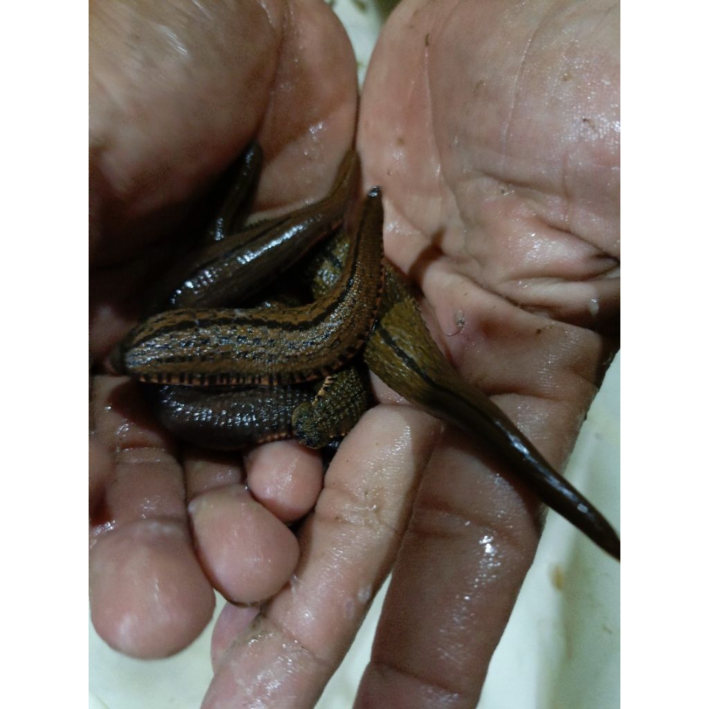 lintah sawah ukuran baby sampai jumbo