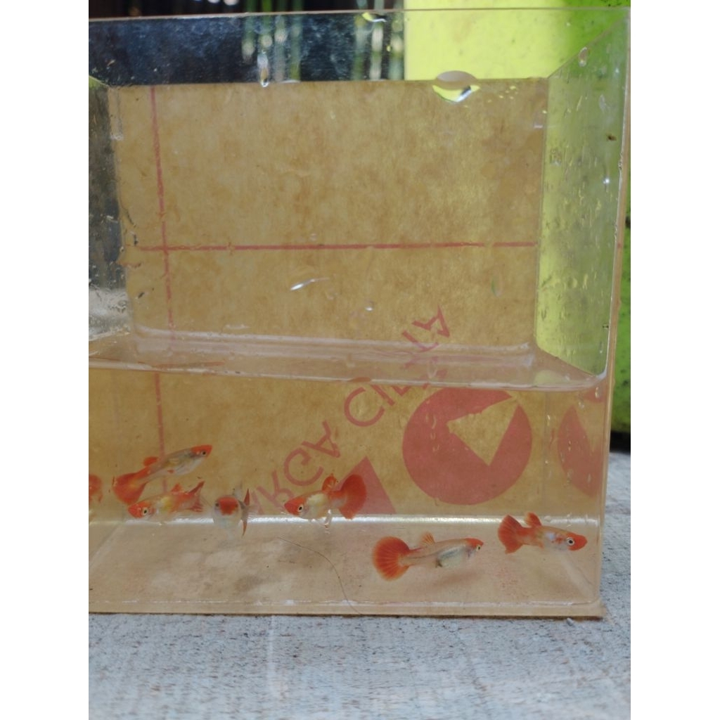 hiasan aquarium guppy blonde tuxedo koi