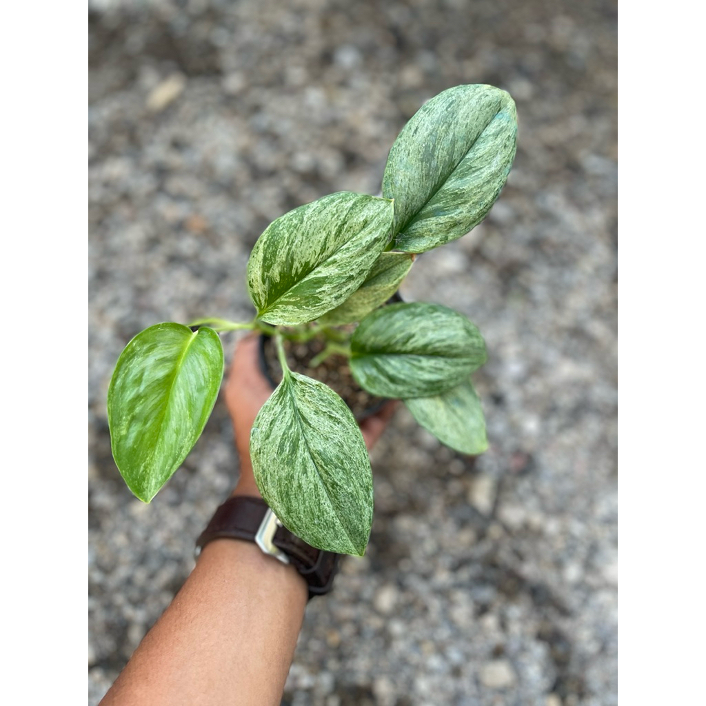 Scindapsus Treubii Mint Varigata