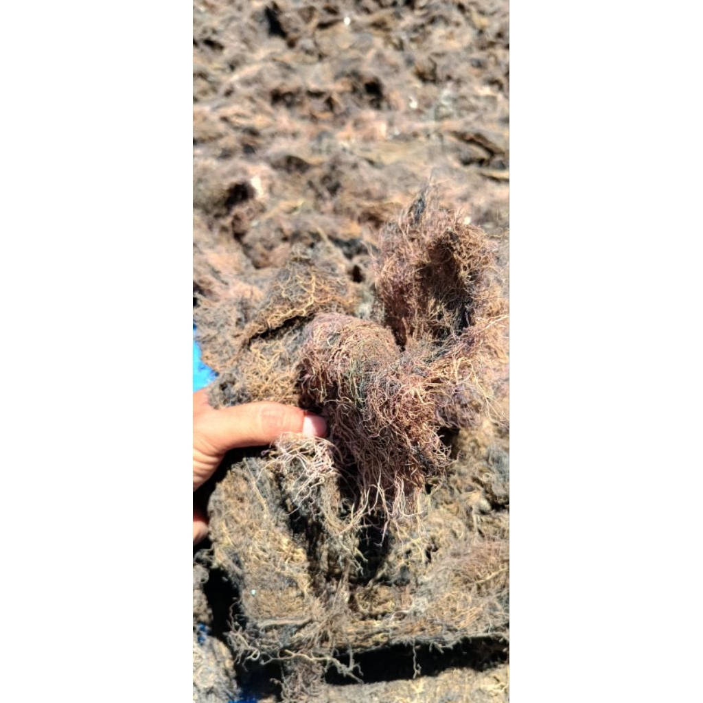 rumput laut grasilaria sp kering original bahan baku agar-agar 1kg