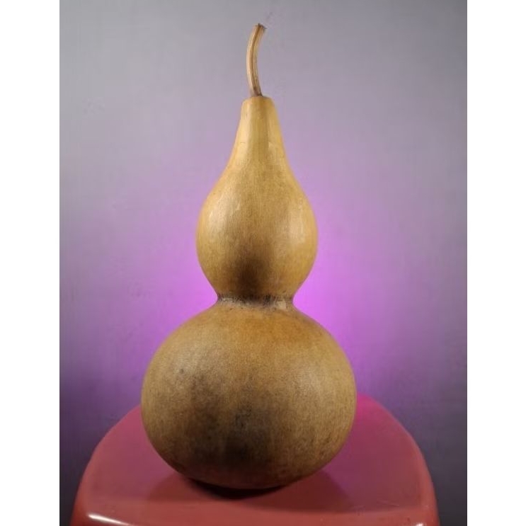 Labu botol kering ukuran jumbo