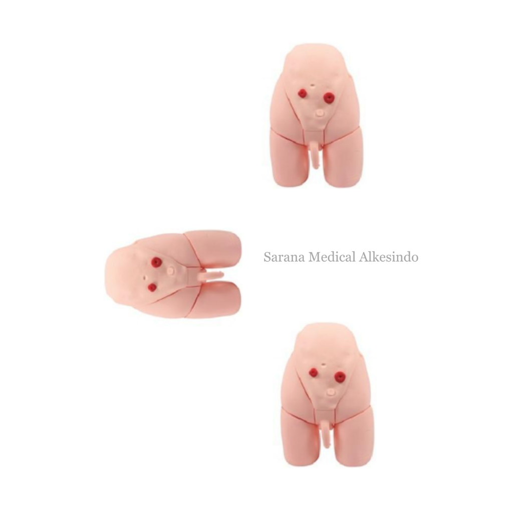 Manekin/Manikin/Alat Peraga/Phantom/Manekin Kateterisasi Pria – Simulasi Uretra, Kandung Kemih,Reali