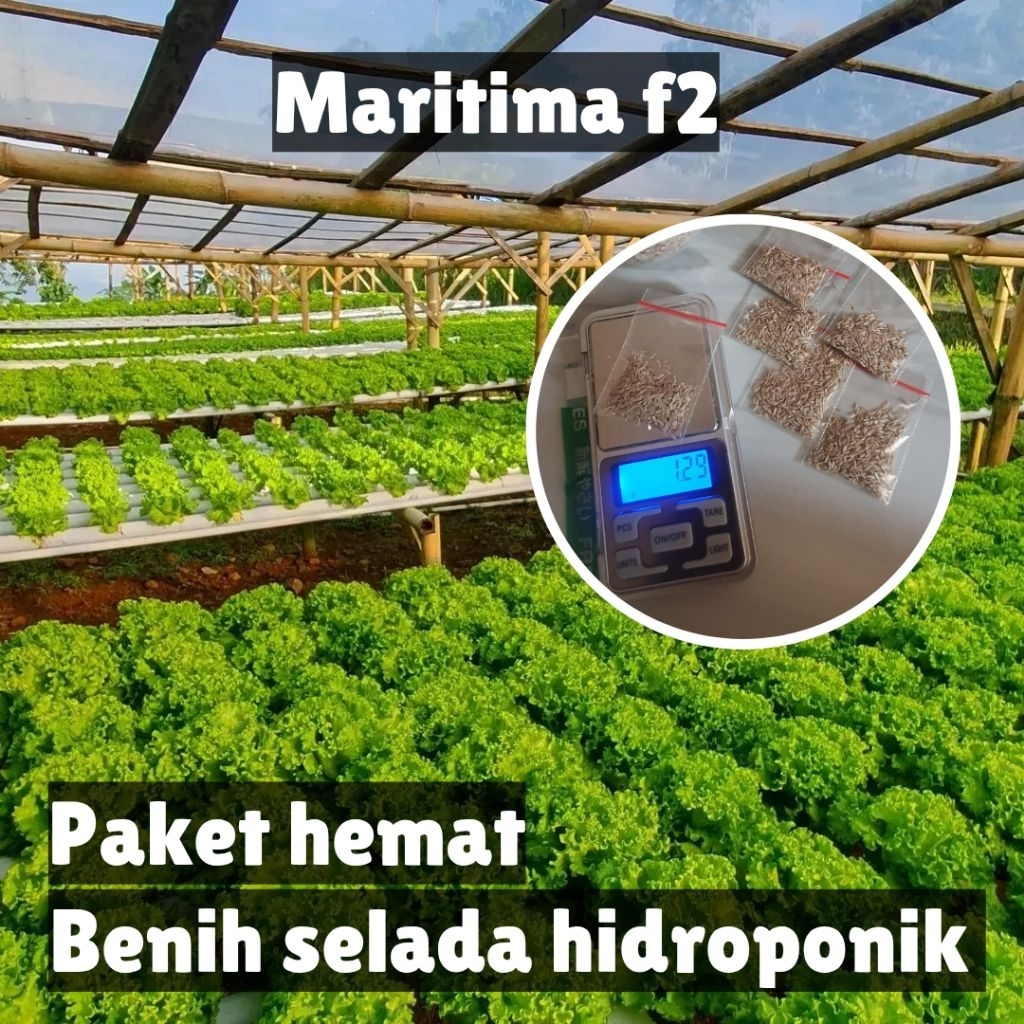 Benih selada F2 maritima– Isi 1 Gram (±1000 Biji) – Daya Tumbuh 99% Ekonomis/ bibit selada-f two / b