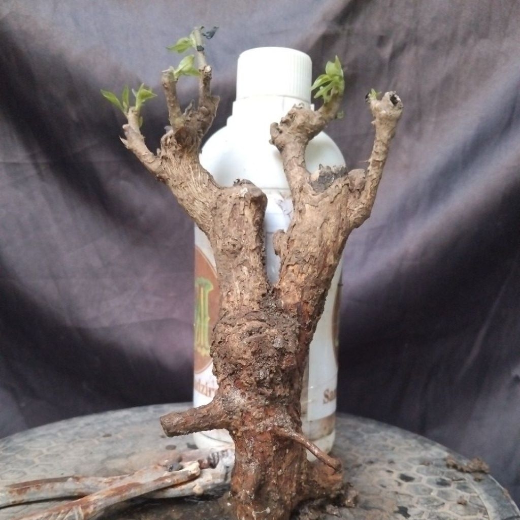 Bahan Bonsai ( Gulgum ) Gulo Gumantung Dongkelan Small Size Gaya formal Real Pick