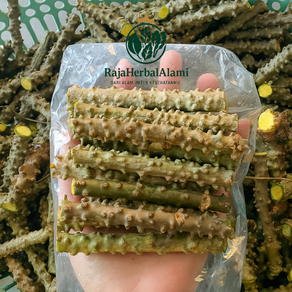 Brotowali Segar Untuk Sapih Asi Siap Pakai