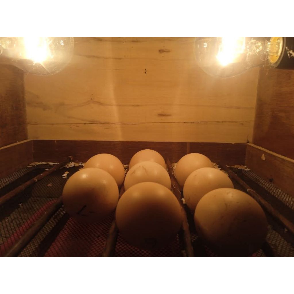 Telur ayam fertill Bangkok elid ekor ayam lidi//telur ayam Bangkok fertil