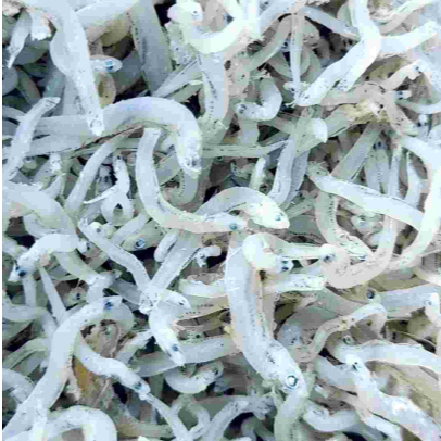 teri asli medan teri nasi kering