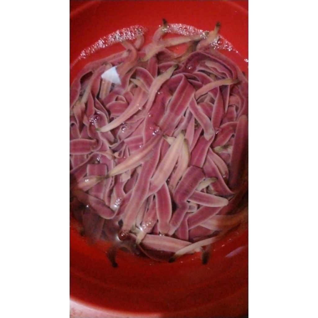 cacing klelet selendang Mayang lengti abangan