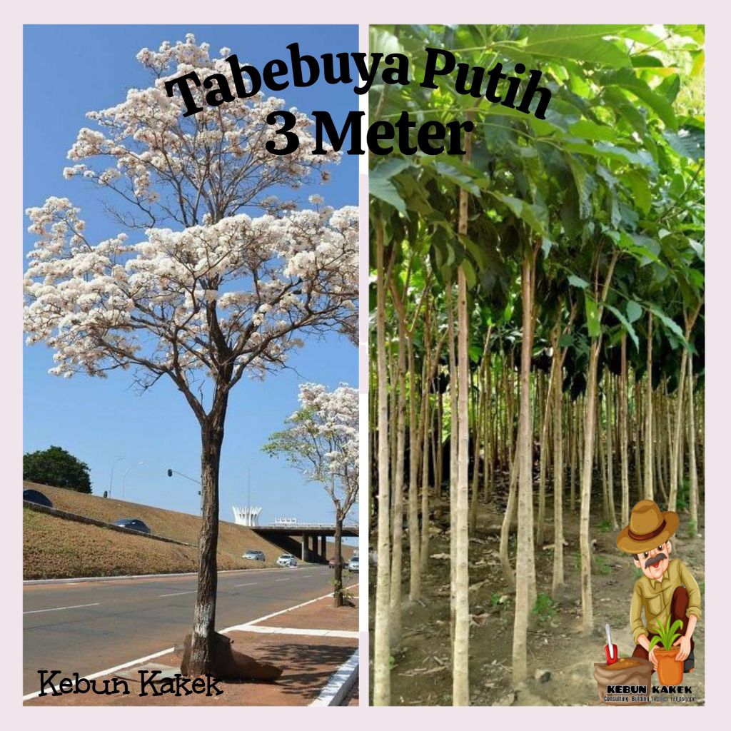 Tabebuya Bunga Putih 3 Meter / Tanaman Hias Tabebuya Putih / Tanaman Pelindung Tabebuya Putih Tinggi