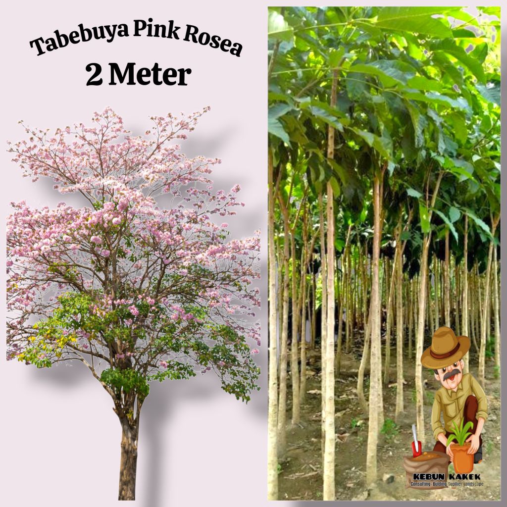Tabebuya Pink 2 Meter / Tanaman Hias Tabebuya Pink / Tanaman Pelindung Tabebuya Pink Tinggi 2 Meter