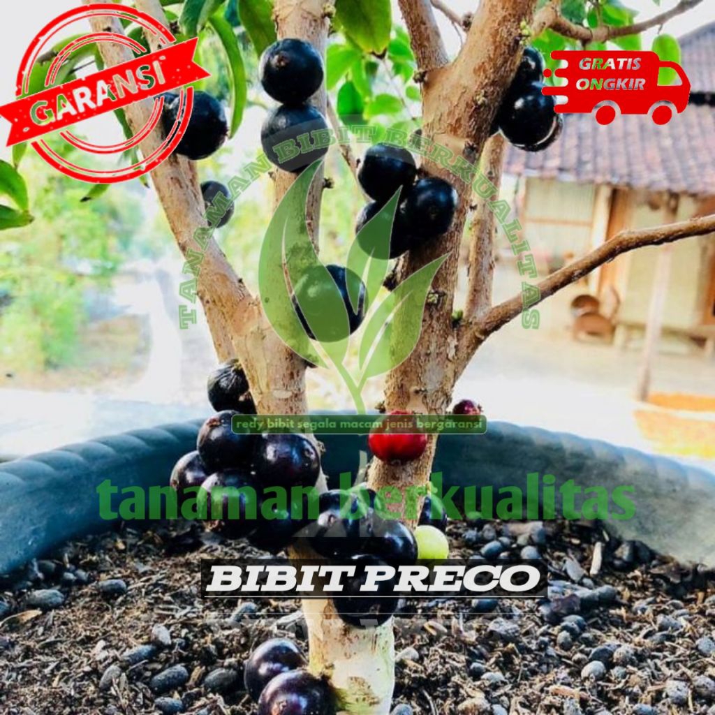 bibit tanaman anggur brazil berbuah cepat bisa di buah kan di dalam pot besar 1 thn sudah bisa berbu