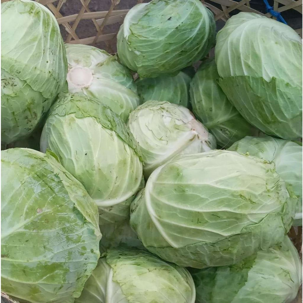 Kol Putih Kubis Sayur Segar 1kg | Sayuran ID Padang