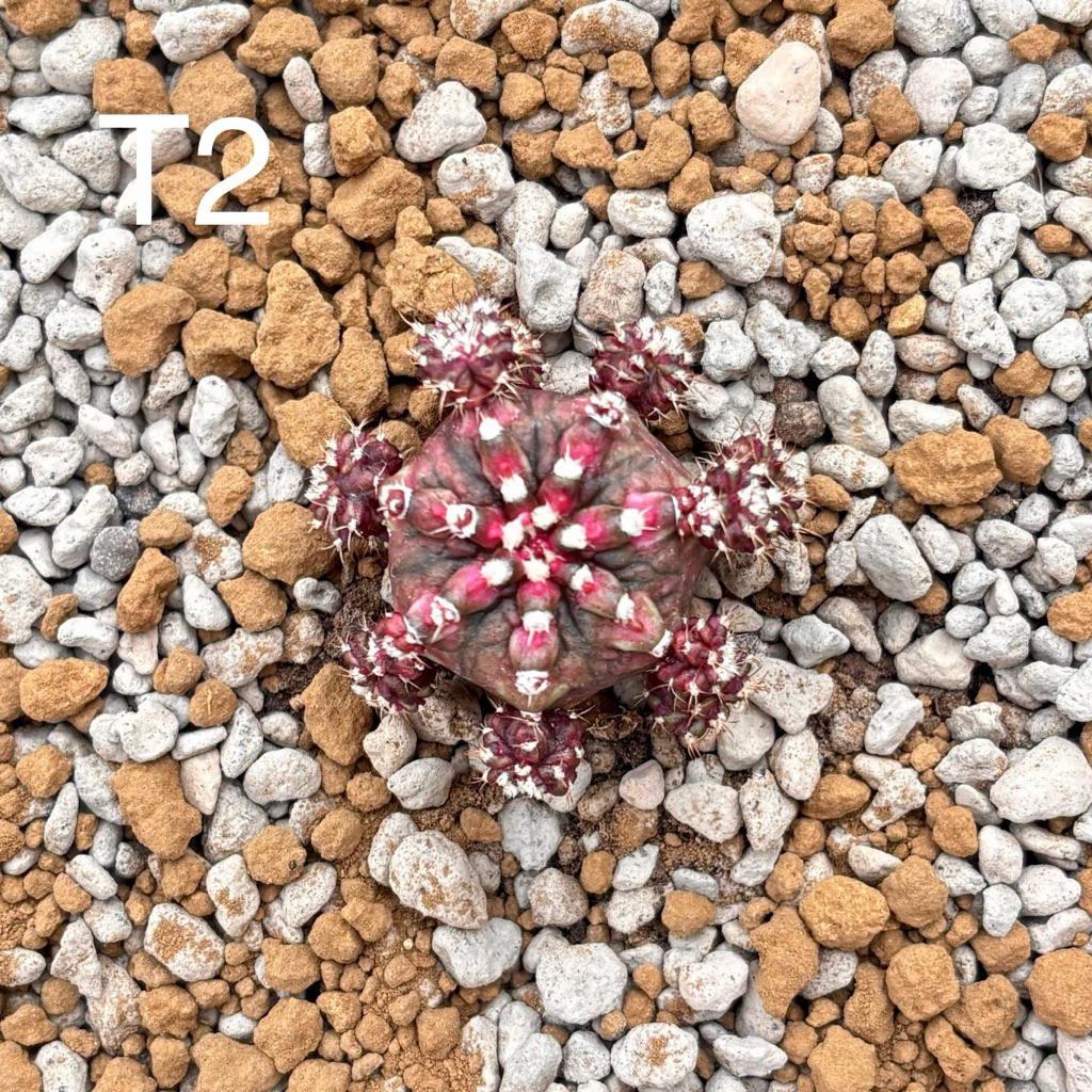 Kaktus Gymno Miha TLux Ownroot Gymnocalycium Mihanovichii T-Lux