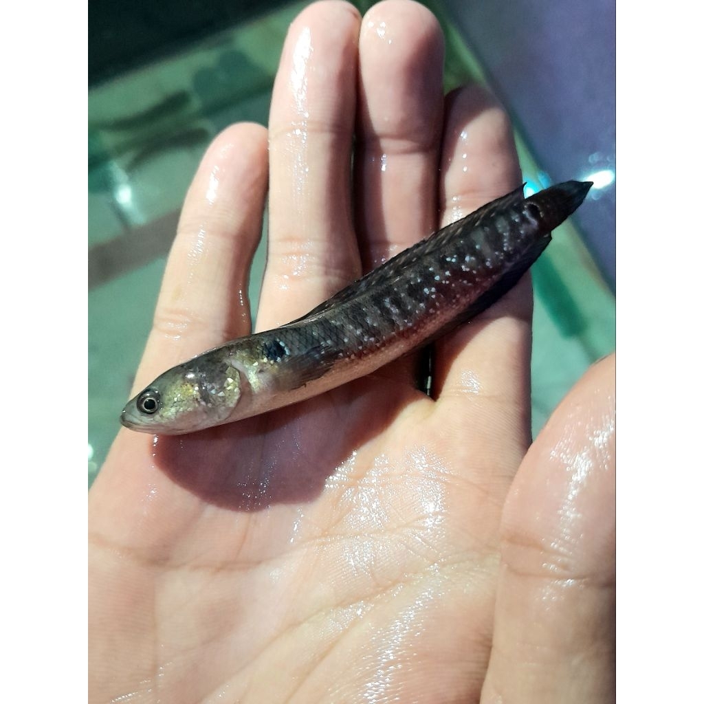 Hiasan akuarium chana asiatica kan peredator akuarium