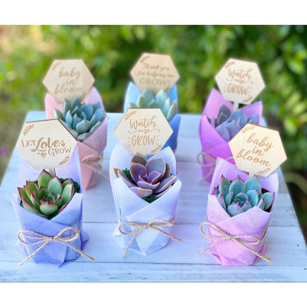 Souvenir Kaktus/Sukulen Mini