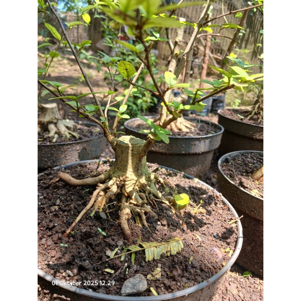 Bonsai anting putri prokar