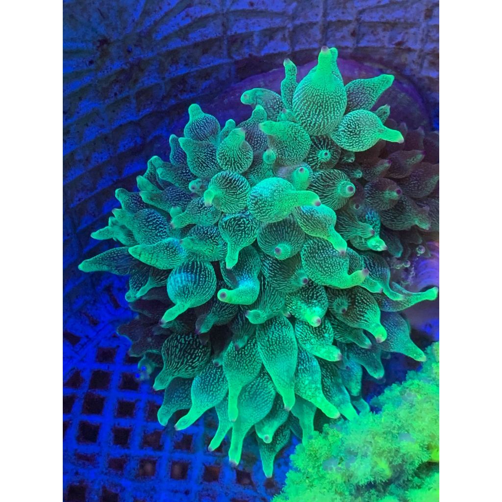 Anemon Jagung Hijau Sunbrust Hijau Metalik Tip Merah