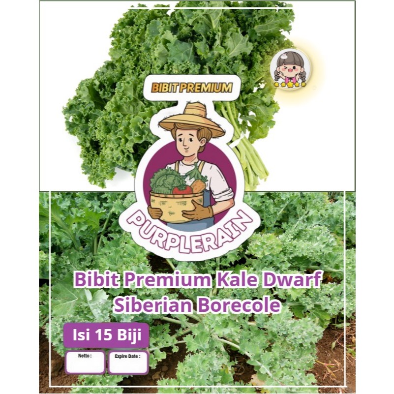 Bibit Premium Kale Dwarf Siberian Borecole | Biji Benih Kale Siberian Dwarf | KALE