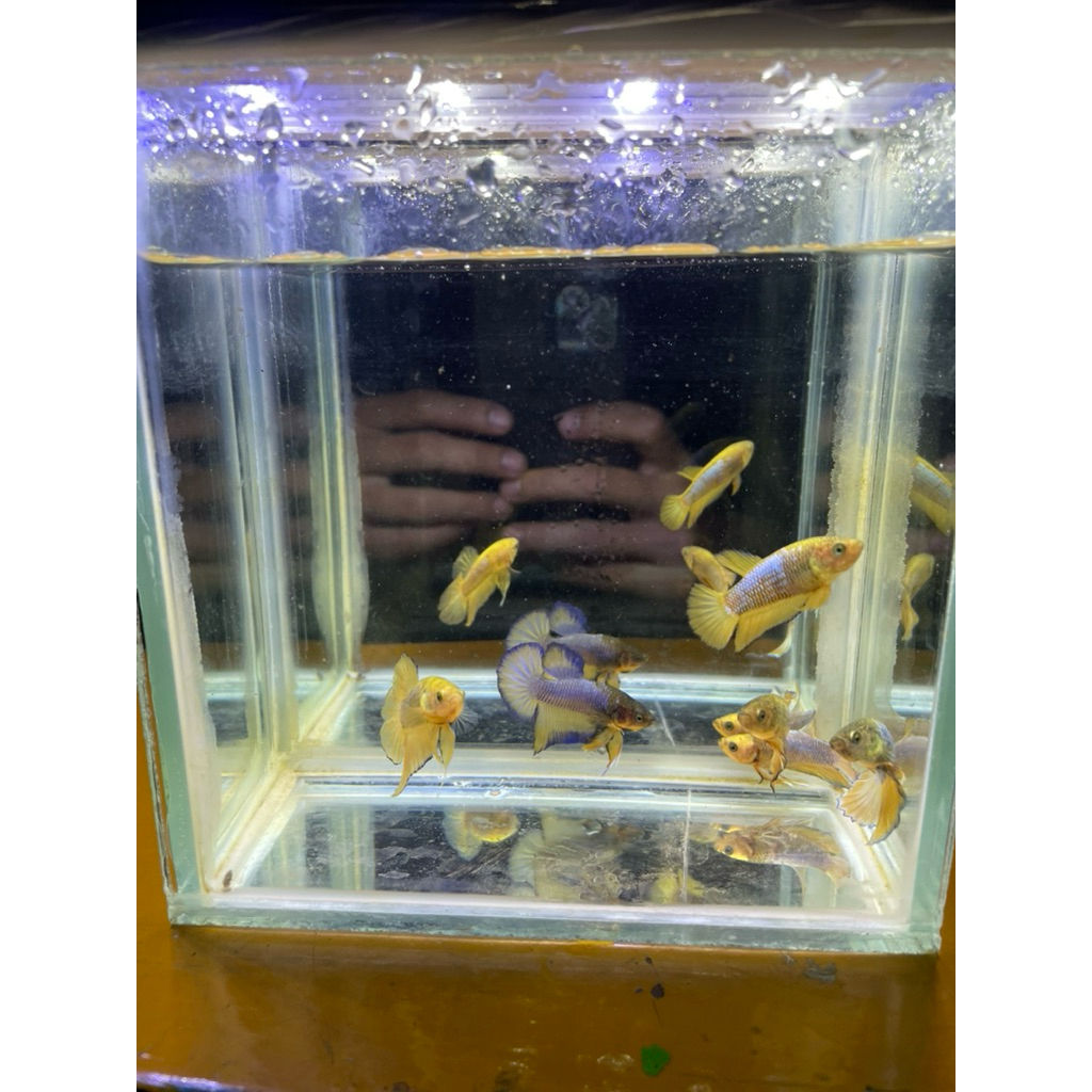 Betta line MGV Yellow Fancy Yellow Banana Real Pict