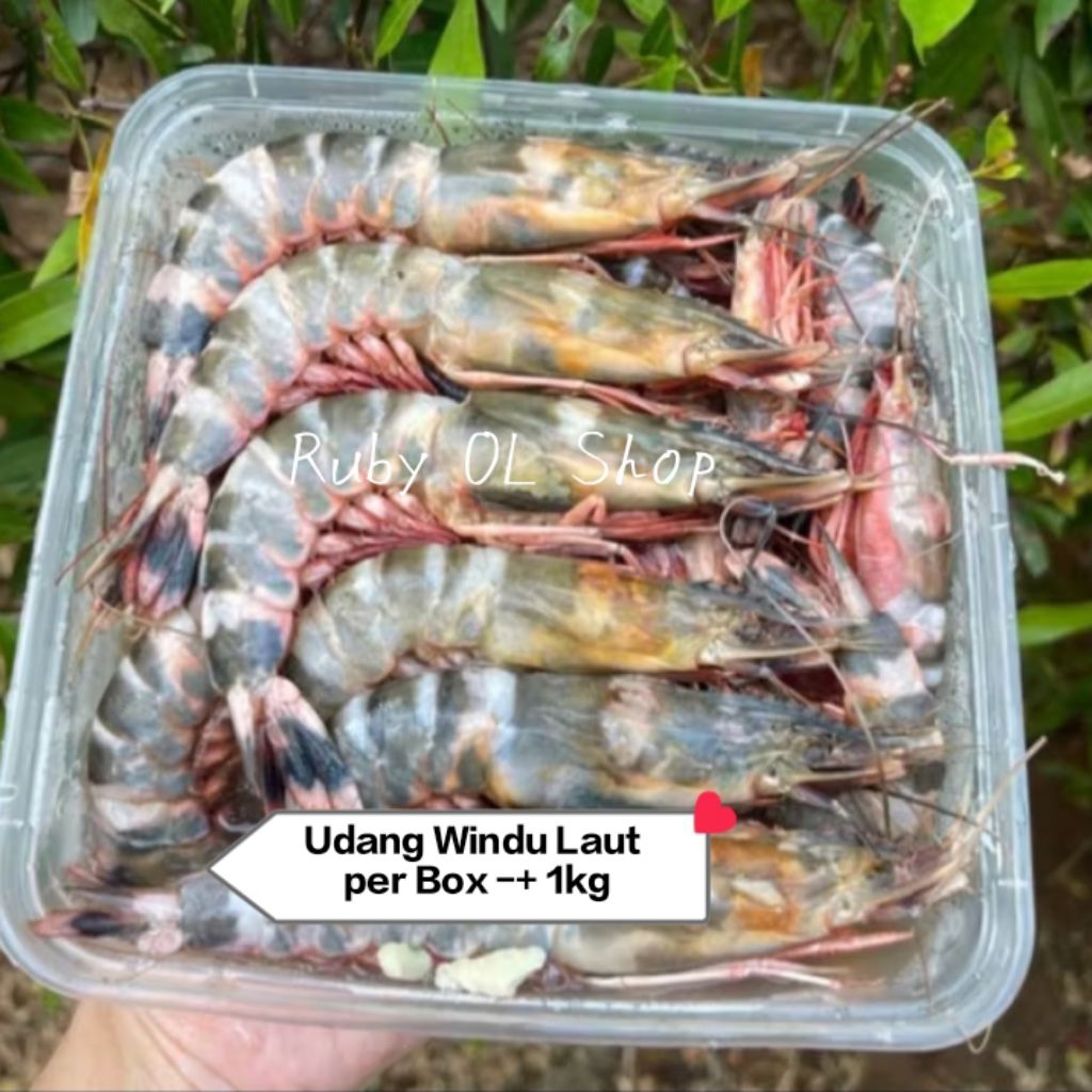 Udang Windu -+1 kg Per Box || Udang Windu Laut