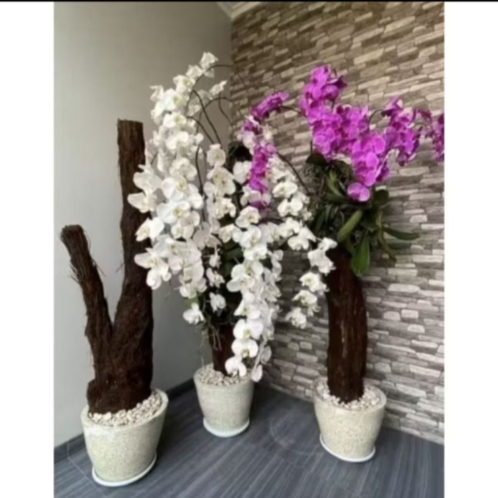 Batang pakis media tempel anggrek