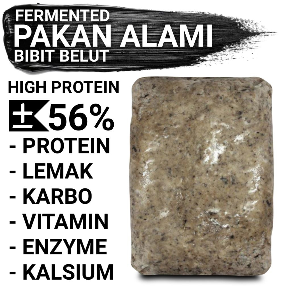 pakan belut ternak bahan alami